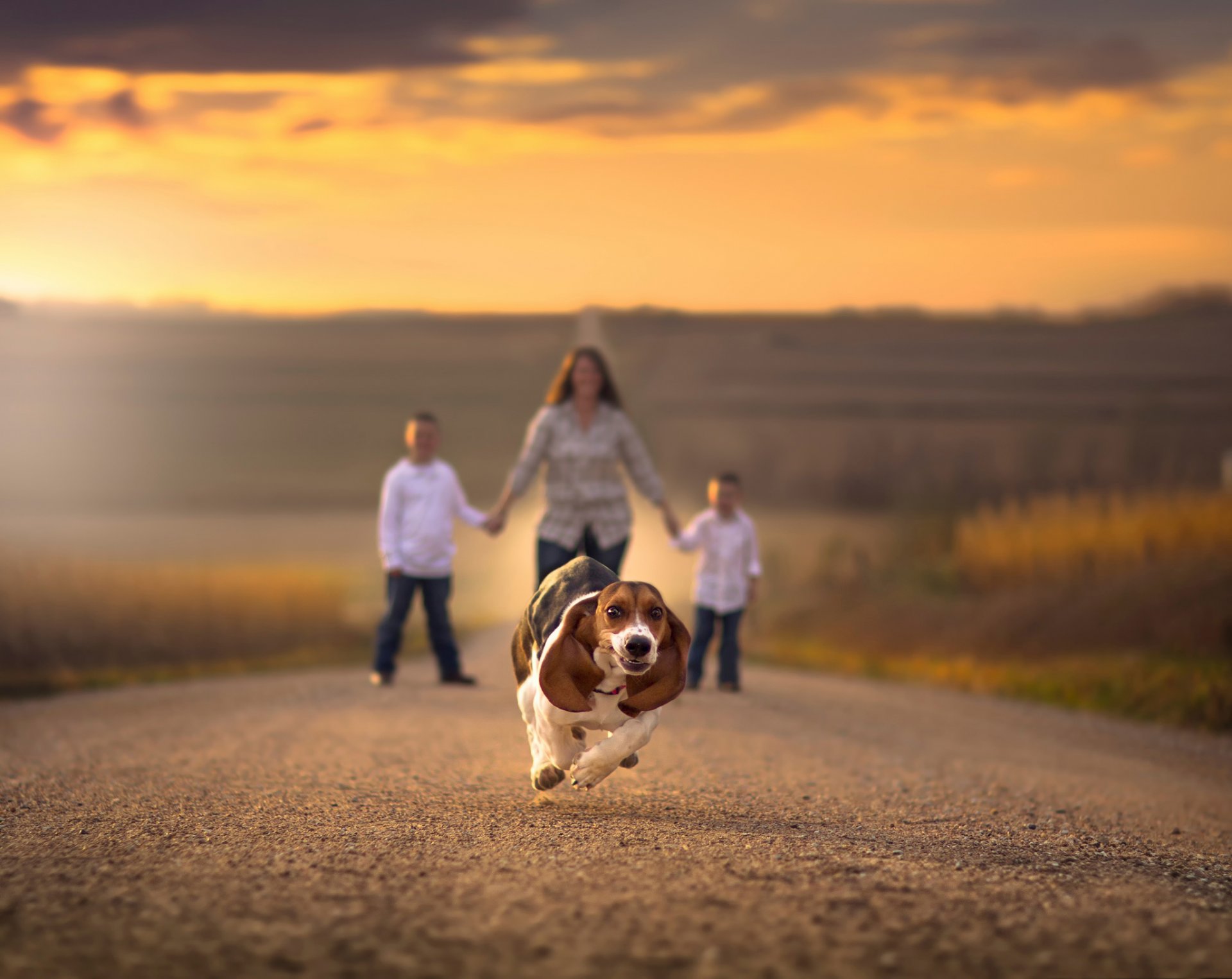 road running dog bokeh children