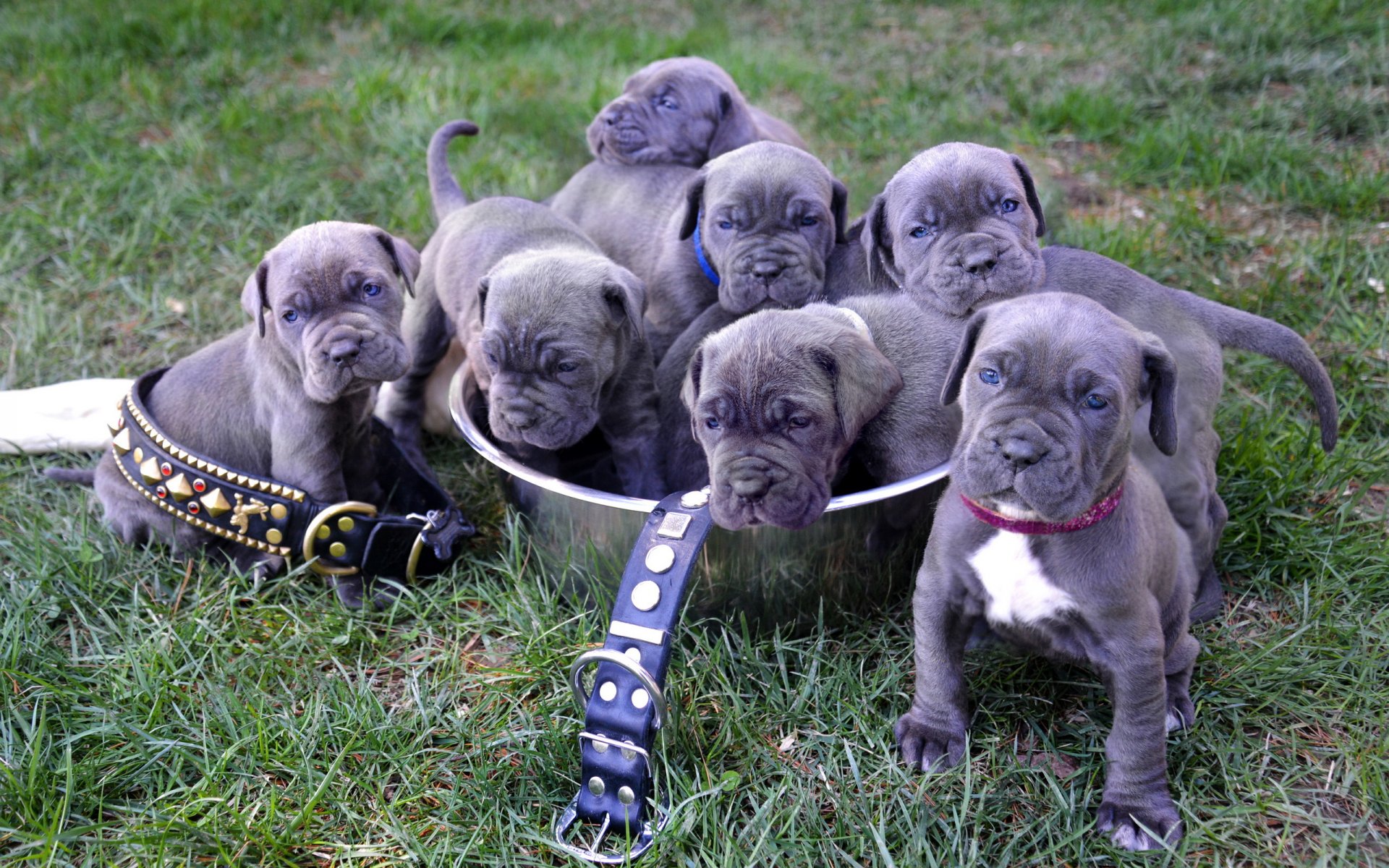 neapolitan mastiff puppies