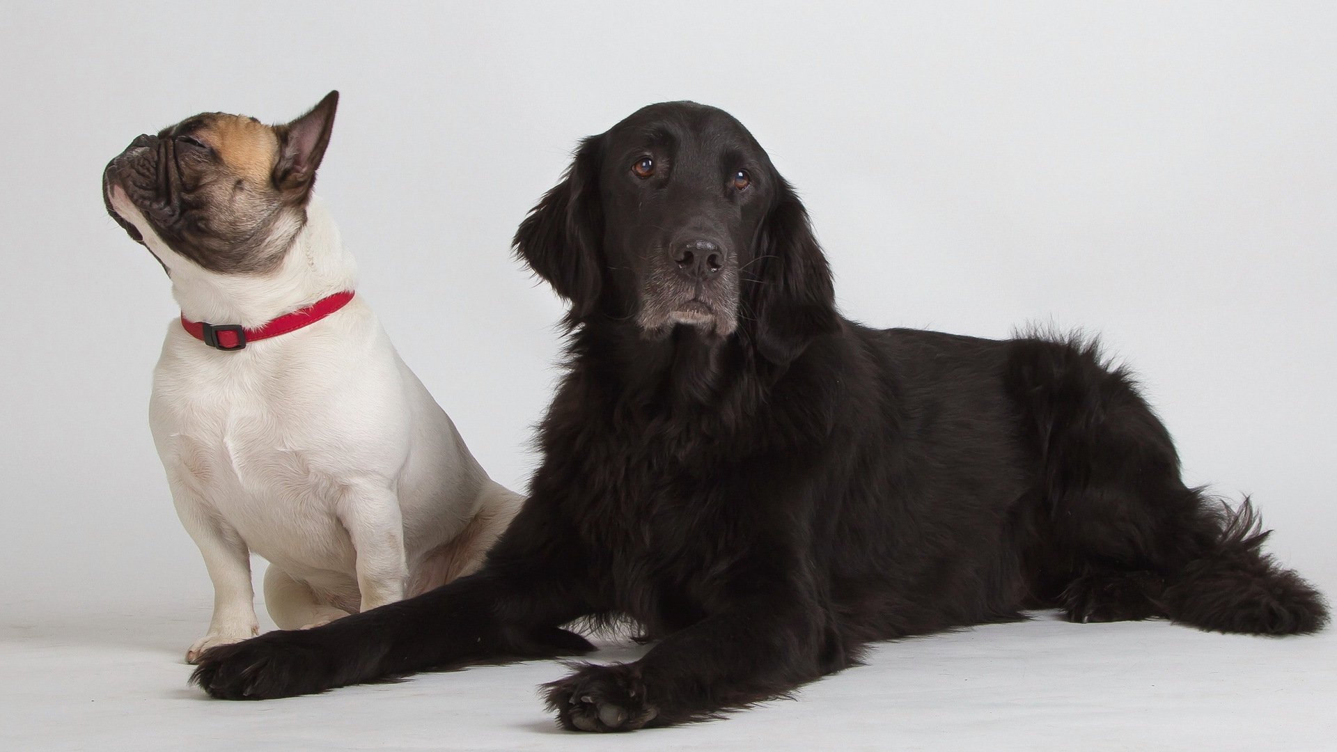 dogs friends background