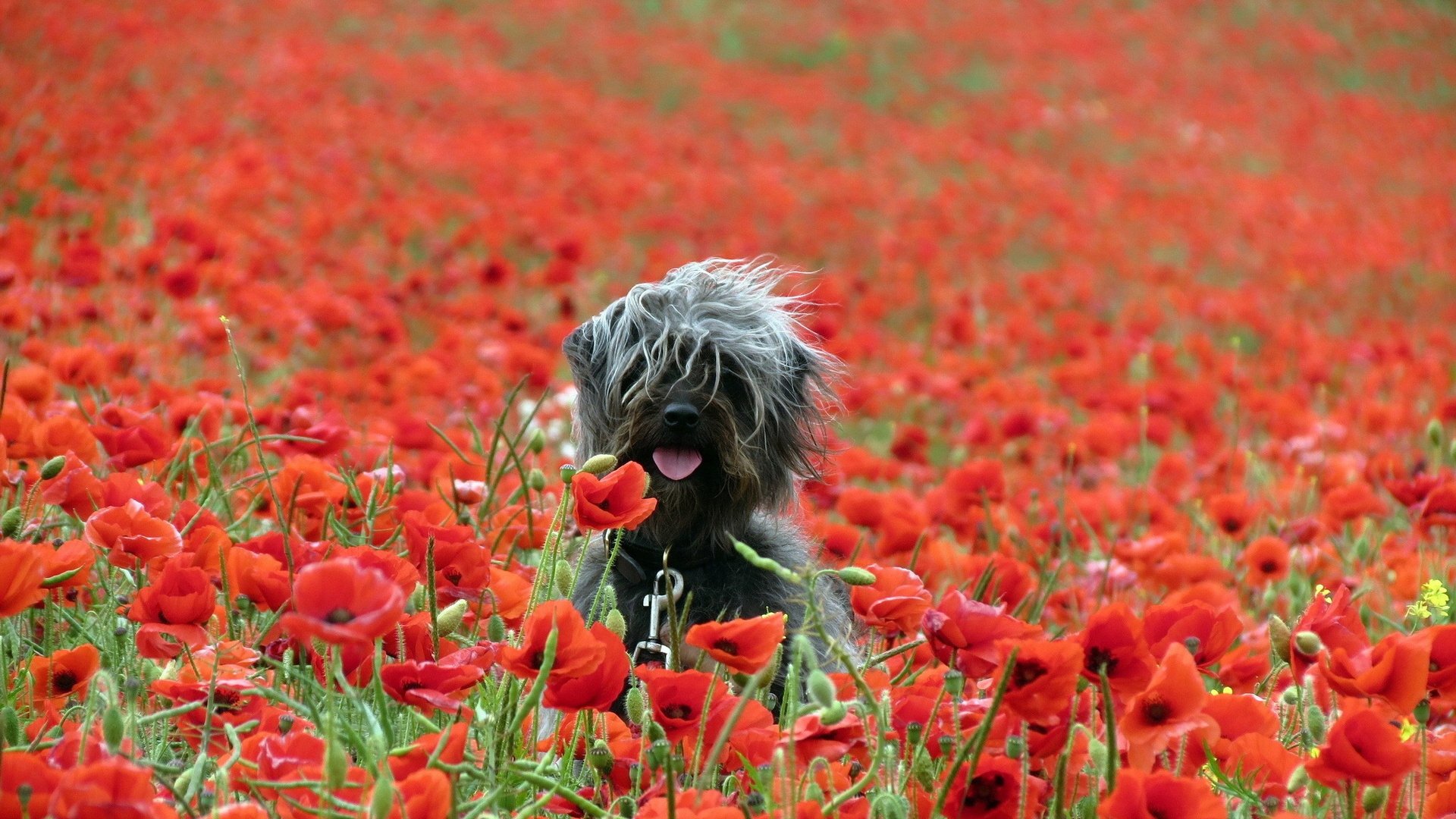 the field poppies dog other