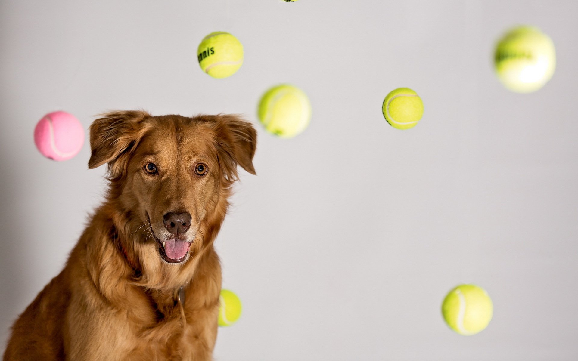 tennis ball dreams