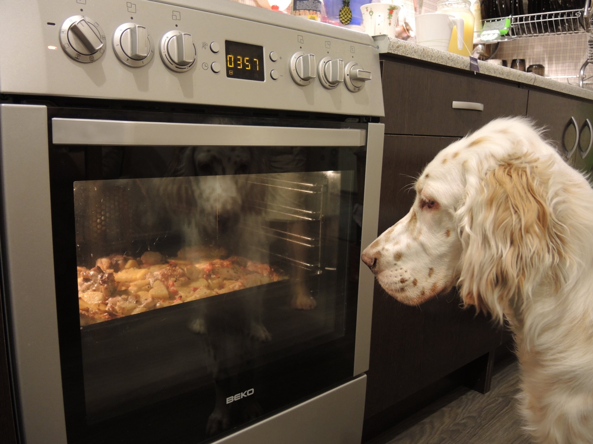 setter english setter chicken