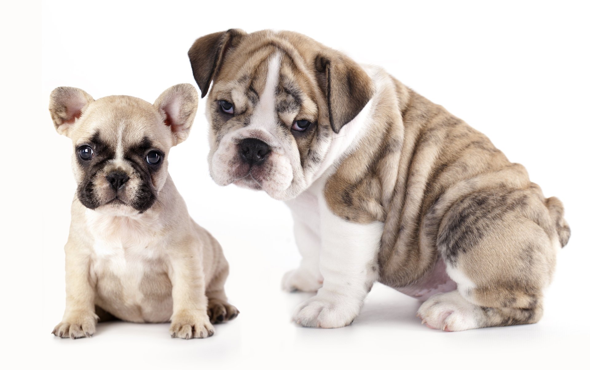 dogs puppies french bulldog english bulldog bulldogs