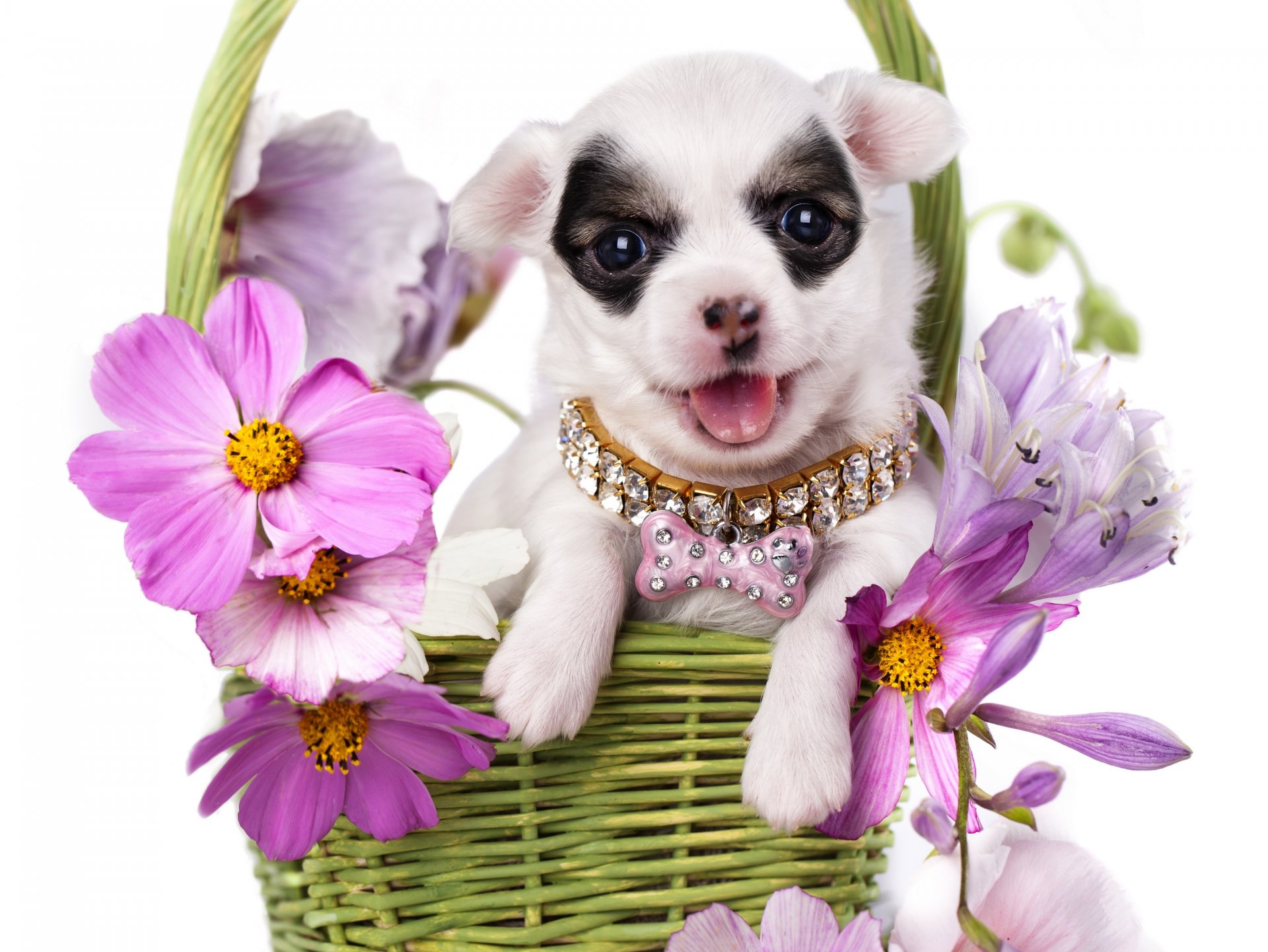dog puppy chihuahua necklace shopping flower kosmeya