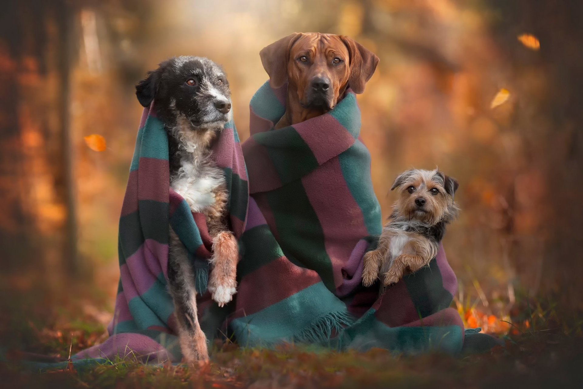 friends trio autumn dogs
