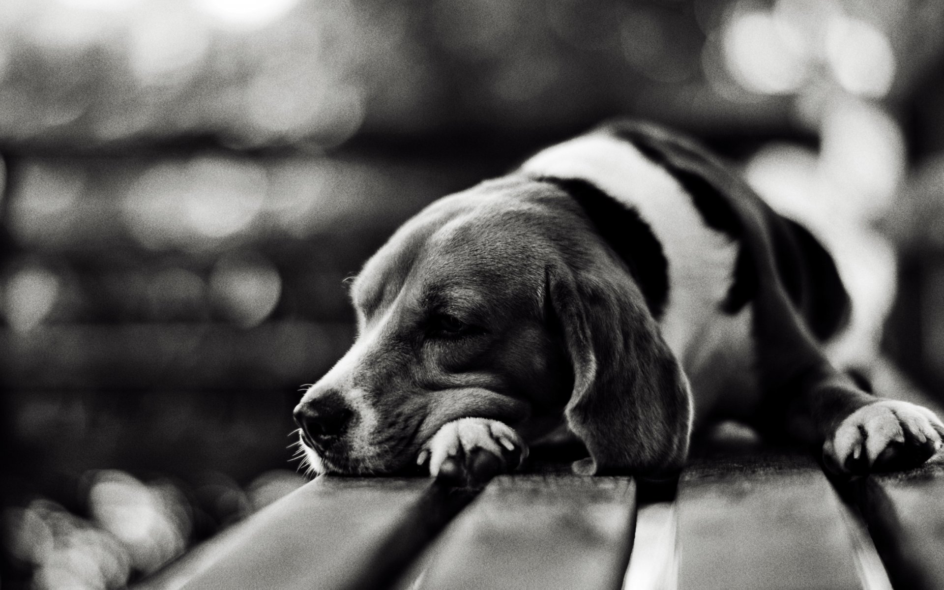 dog other sadness snout bow is bench photo black white images background wallpaper wallpapers
