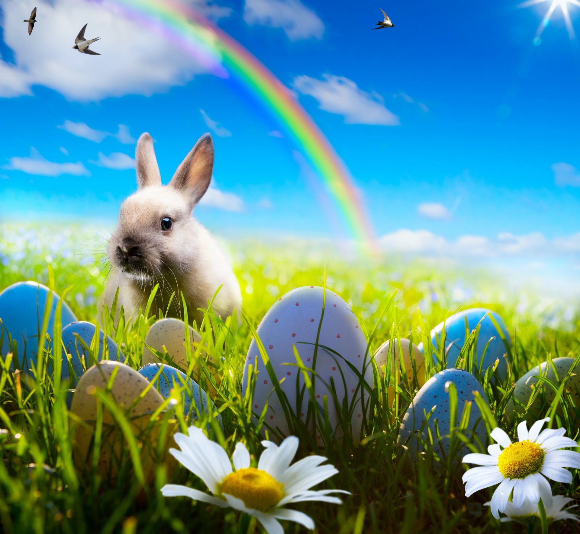 easter bunny rabbit spring sunshine rainbow blue sky meadow grass flowers eggs camomile chamomile flower sky