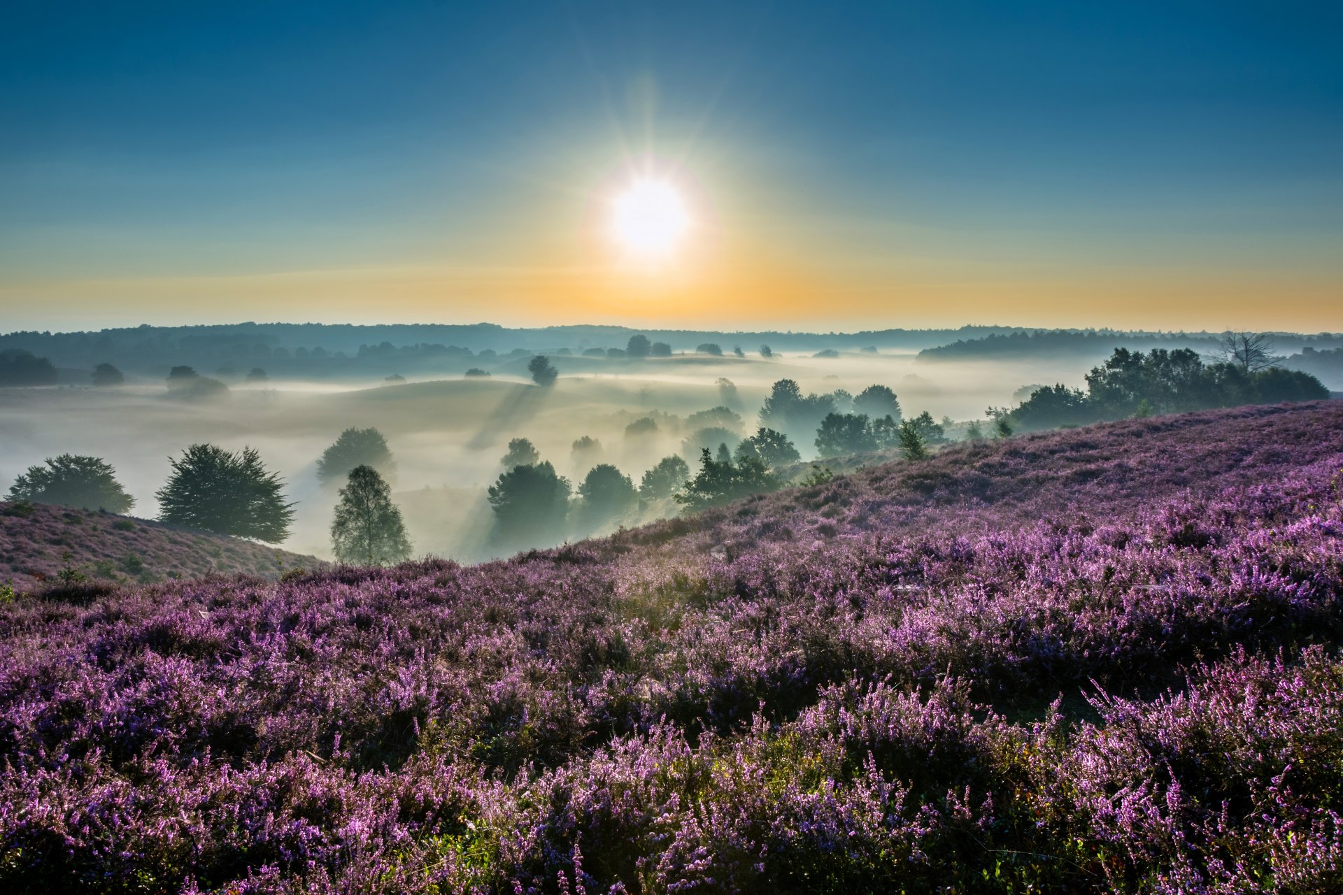 hoge veluwe national park gelderland netherlands national park hoge veluwe national park the netherlands morning dawn sunrise fog heather
