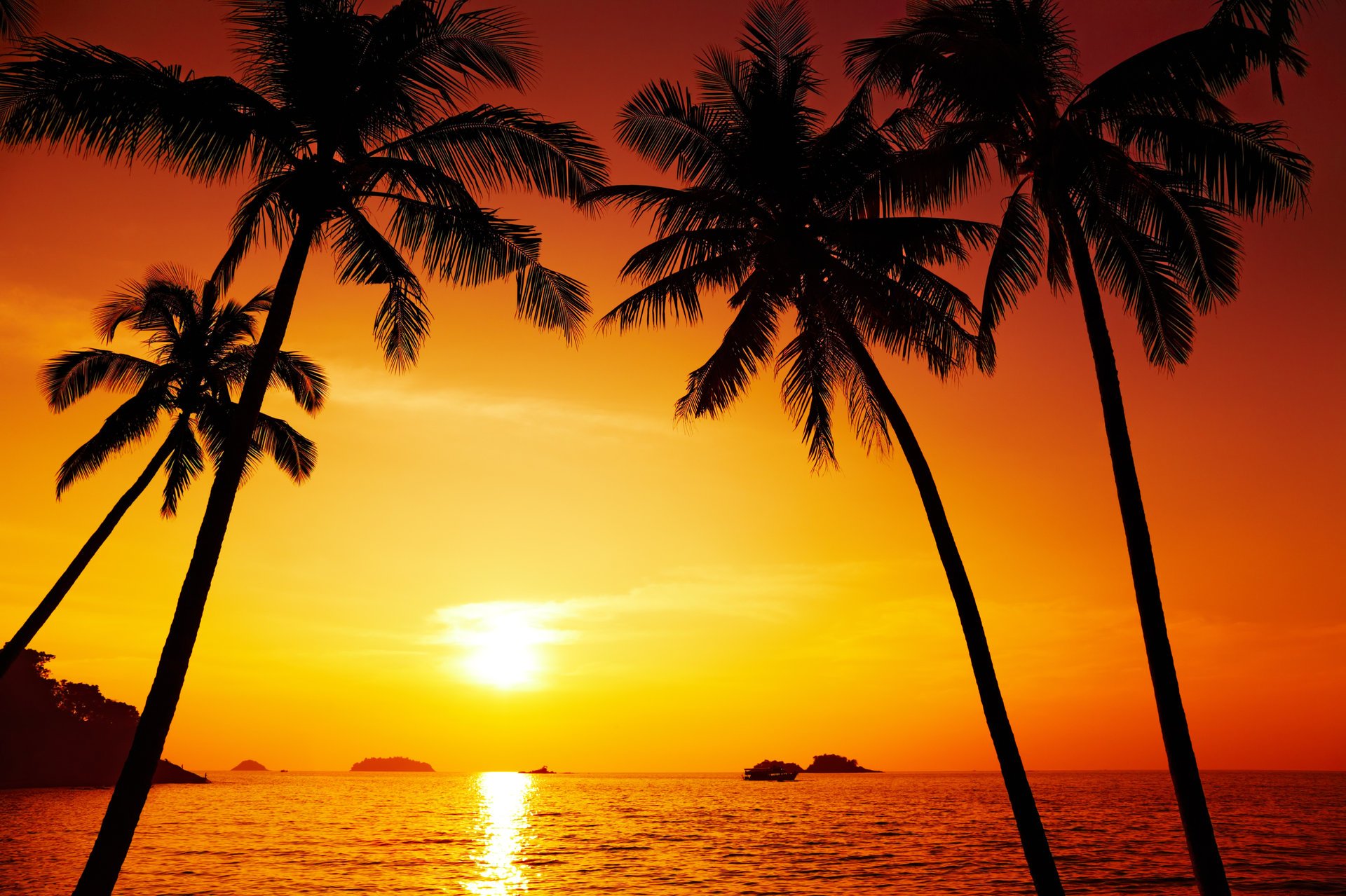 palm trees beautiful scenery sunset chang island thailand landscape nature pacific ocean palm sunset landscape chang