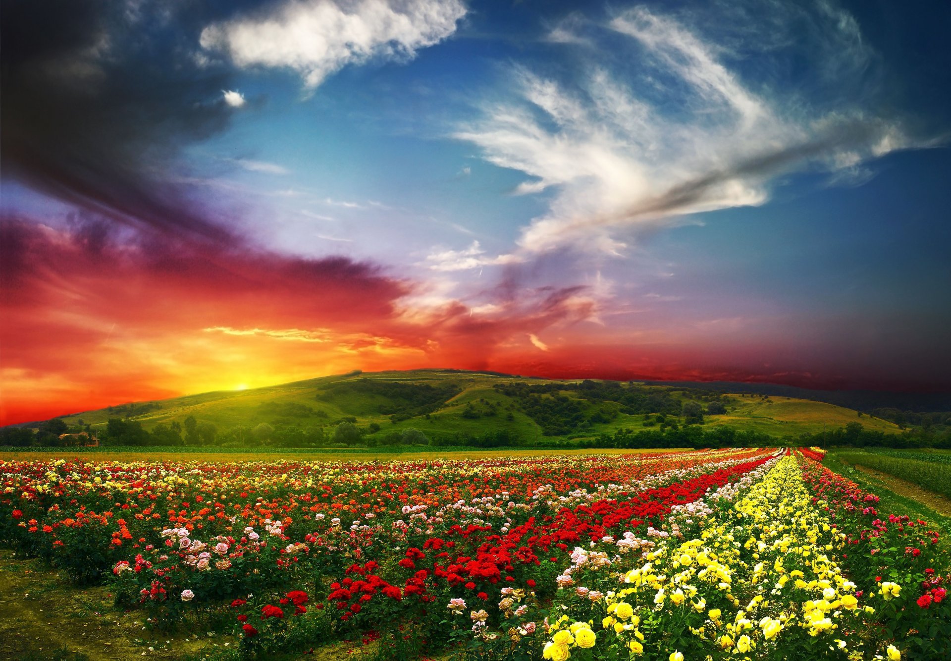 the field flower roses buds petals diversity rows the distance horizon flowers beauty hills mountain sky clouds plain meadow grass nature green vegetation dawn sunset light rays
