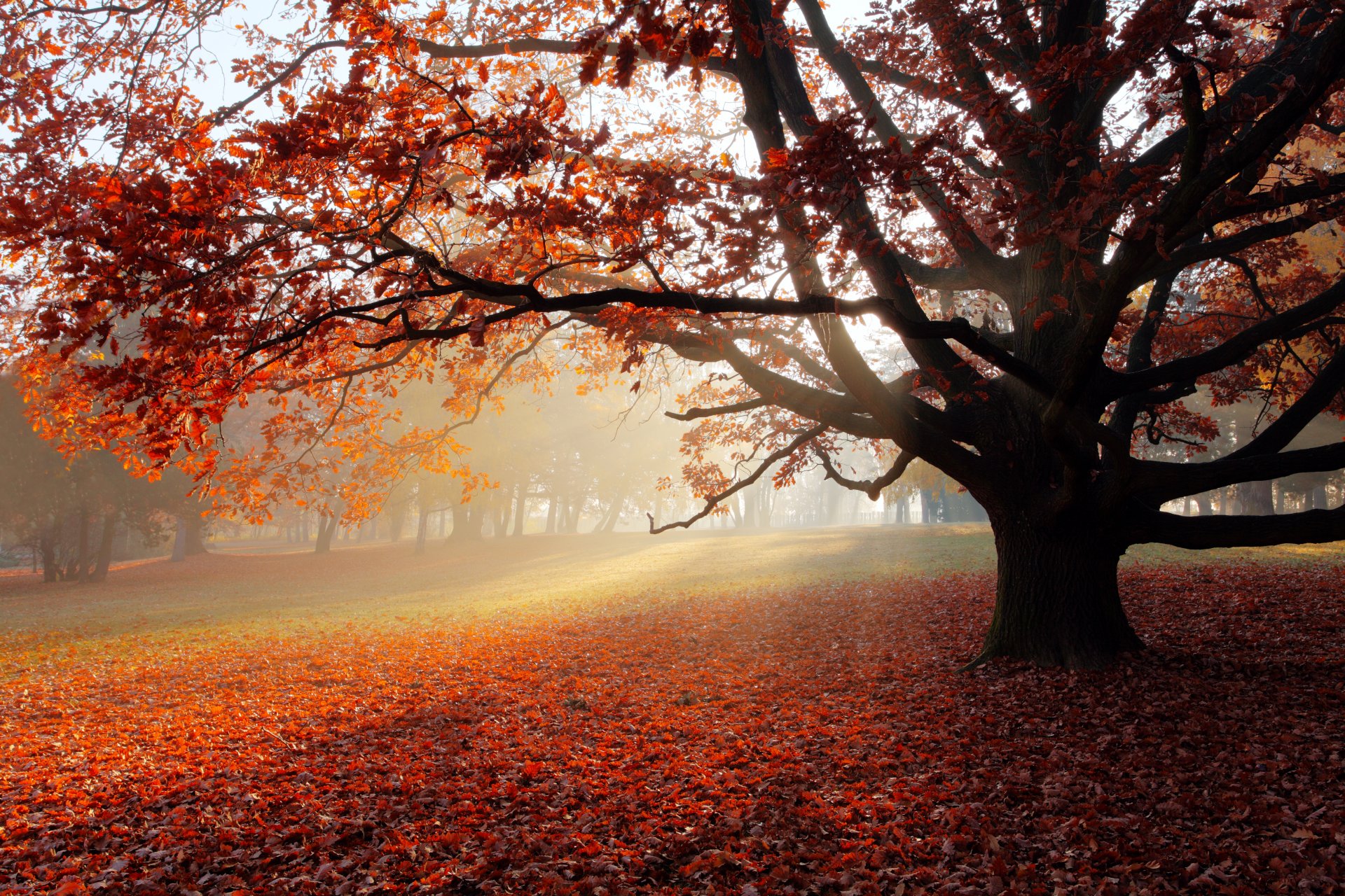 autumn park lonely tree tree leaves landscape beautiful scene nature sunbeams a lone tree the leaves of the trees sun rays