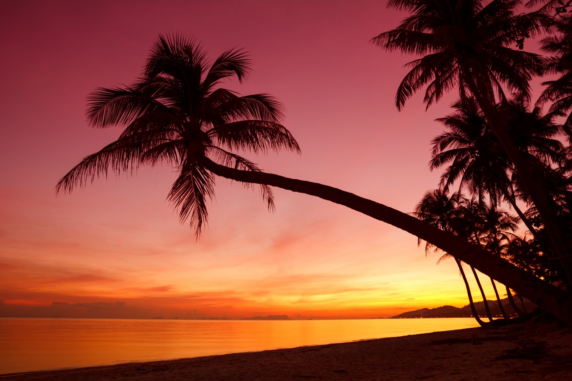 tropical sunset weeping palm trees silhouette shore ocean sea beach beautiful scene nature landscape sky rain crying palm beautiful scenes