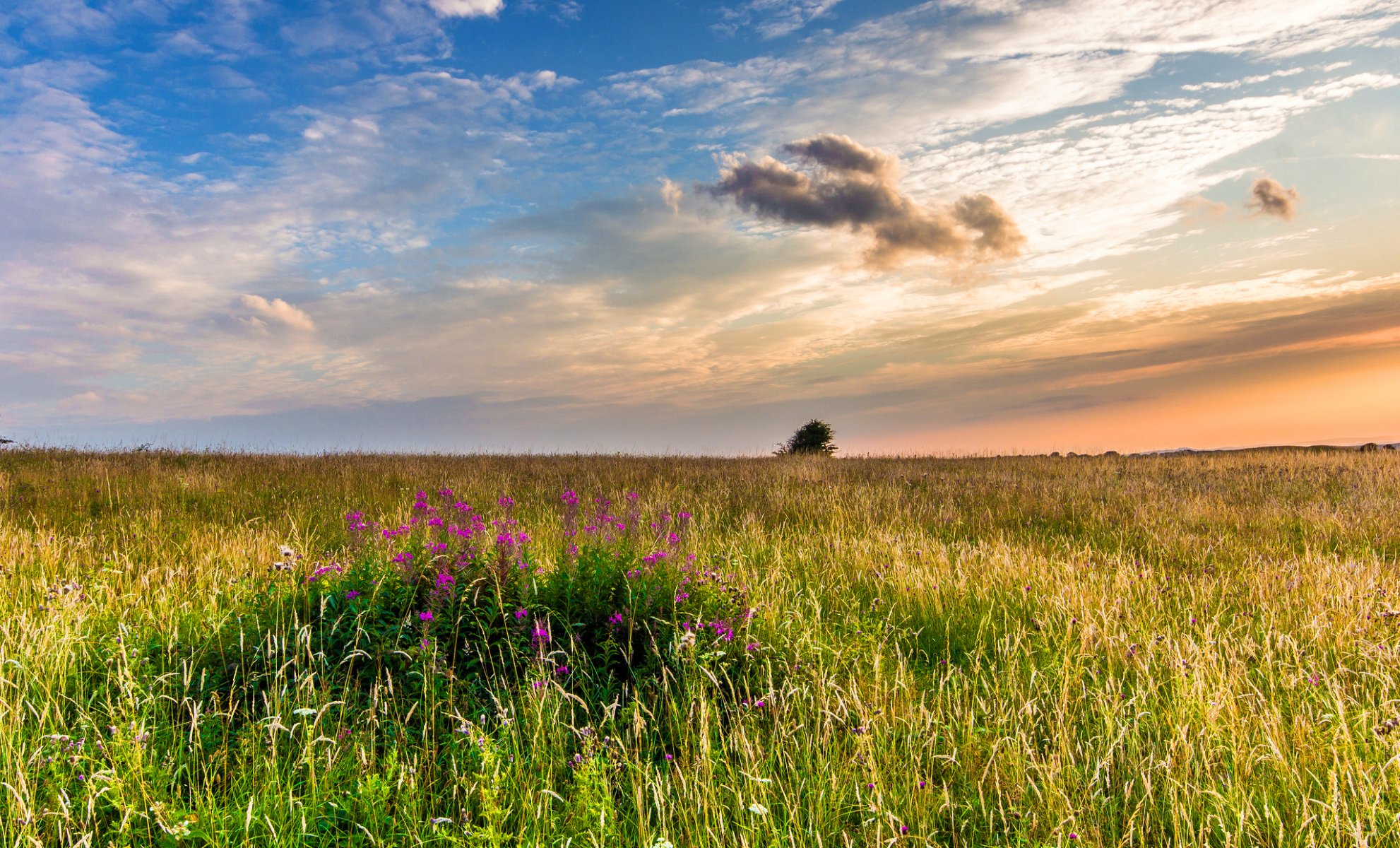 west sussex england great britain united kingdom landscape nature the field grass flower heather sunset night