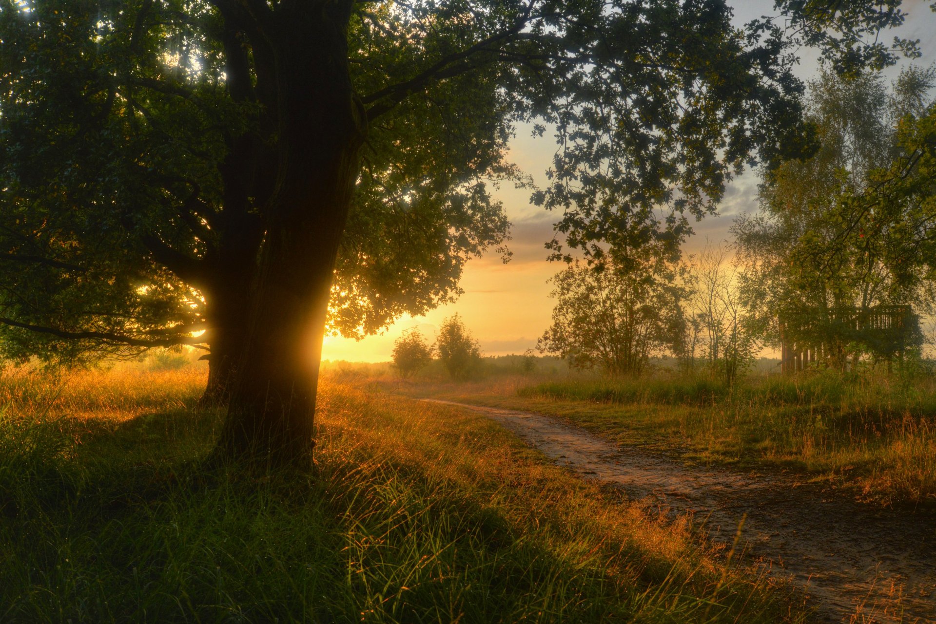 sieringhoek lower saxony germany nature landscape night sunset sun tree grass path trail road countryside