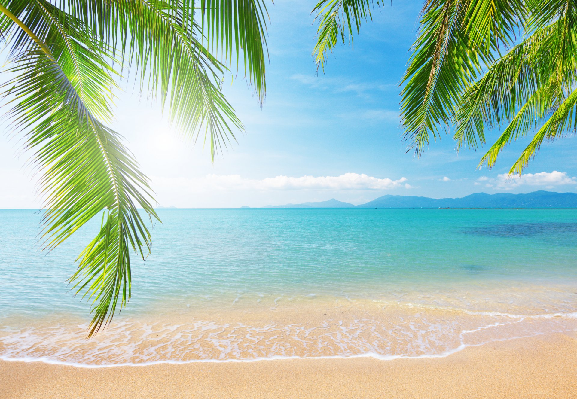sea palm tree branch nature landscape sky clouds tropical beach sunlight shore palm branches the tropical beach beach