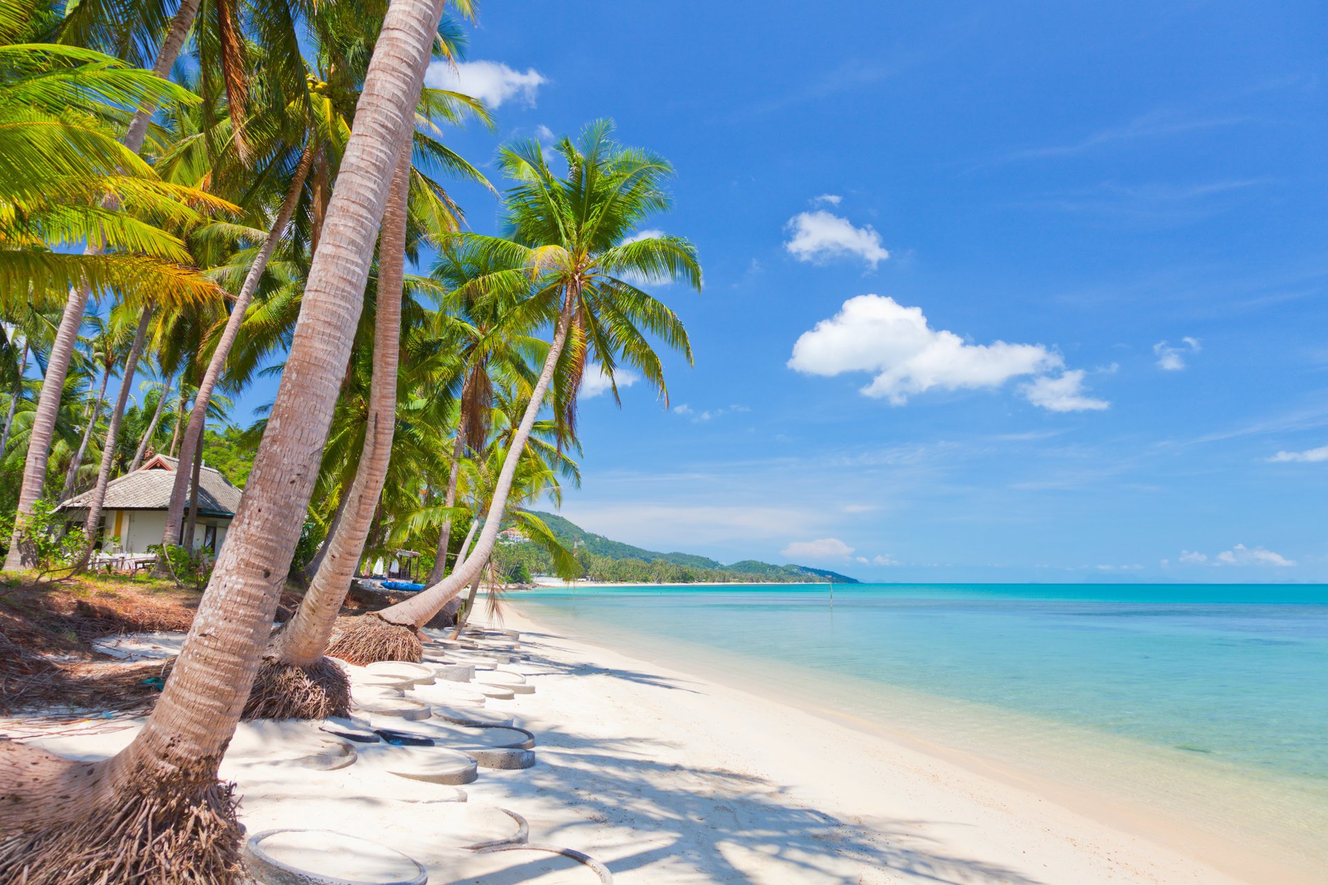 beautiful coconut palm trees nature landscape sea tropical sand sky clouds tropical beach koh samui thailand coconut rain the tropical beach samui
