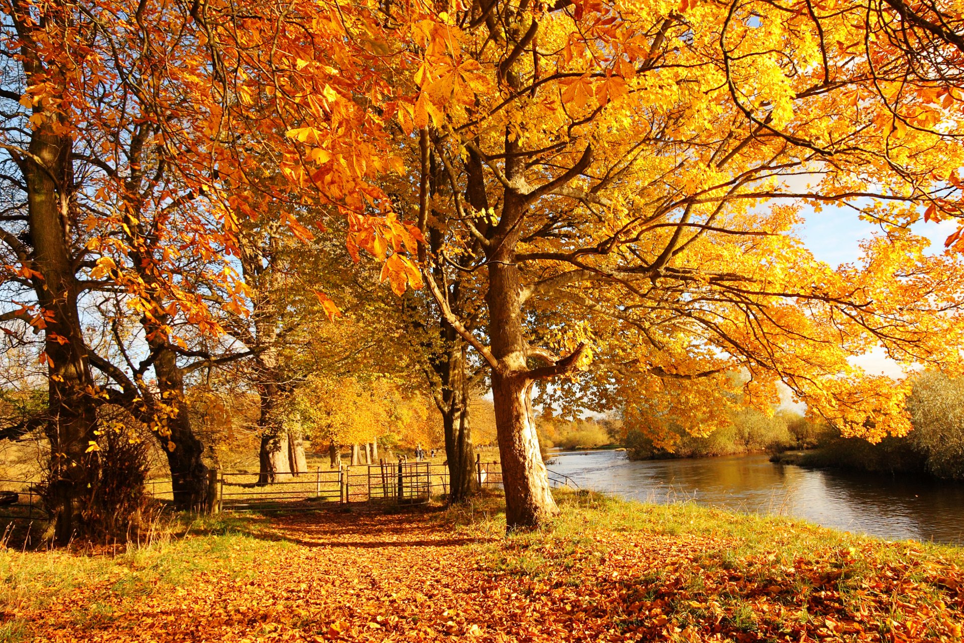 scotland motherwell town nature forest autumn tree leaves yellow fence river clyde water sun light