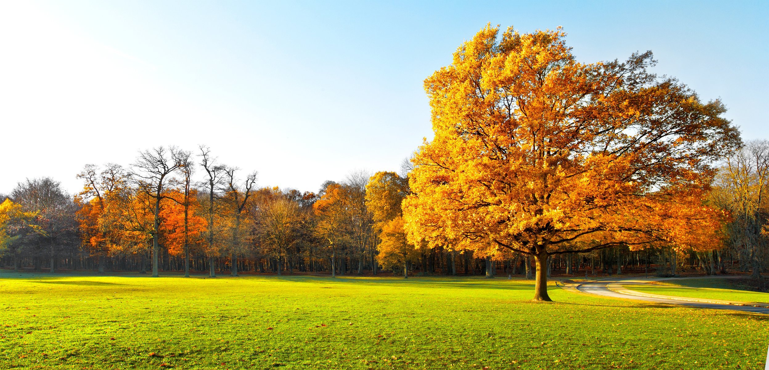 autumn trees beautiful nature landscape garden panorama scenic green field grass.road supplies picturesque