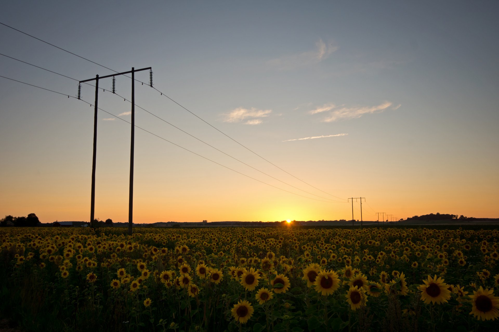 sweden nature the field sunflowers wire of the support night sunset sun sky clouds