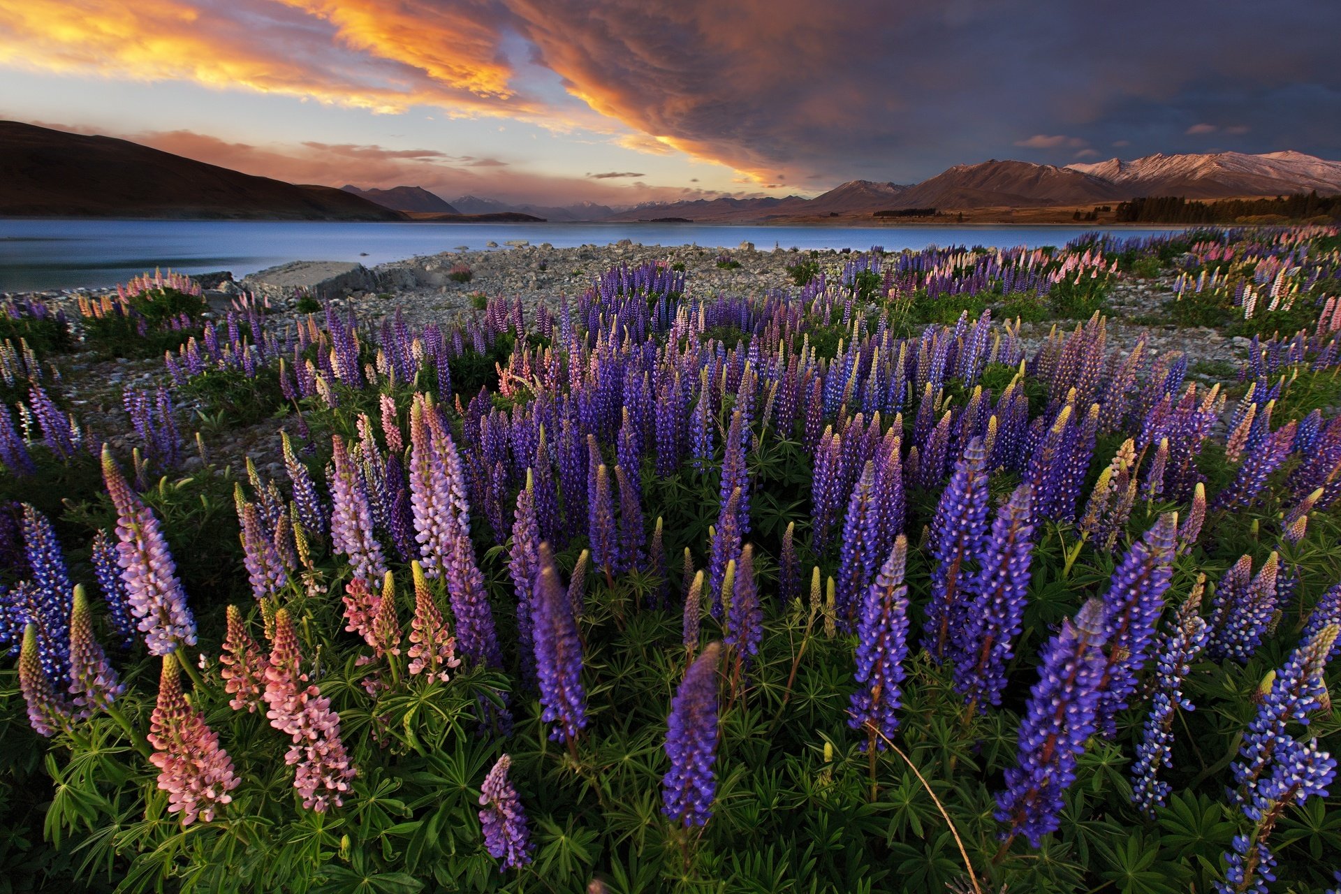 emi nature flowers new zealand lake mountains field sky flower the field lupine night sunset hd