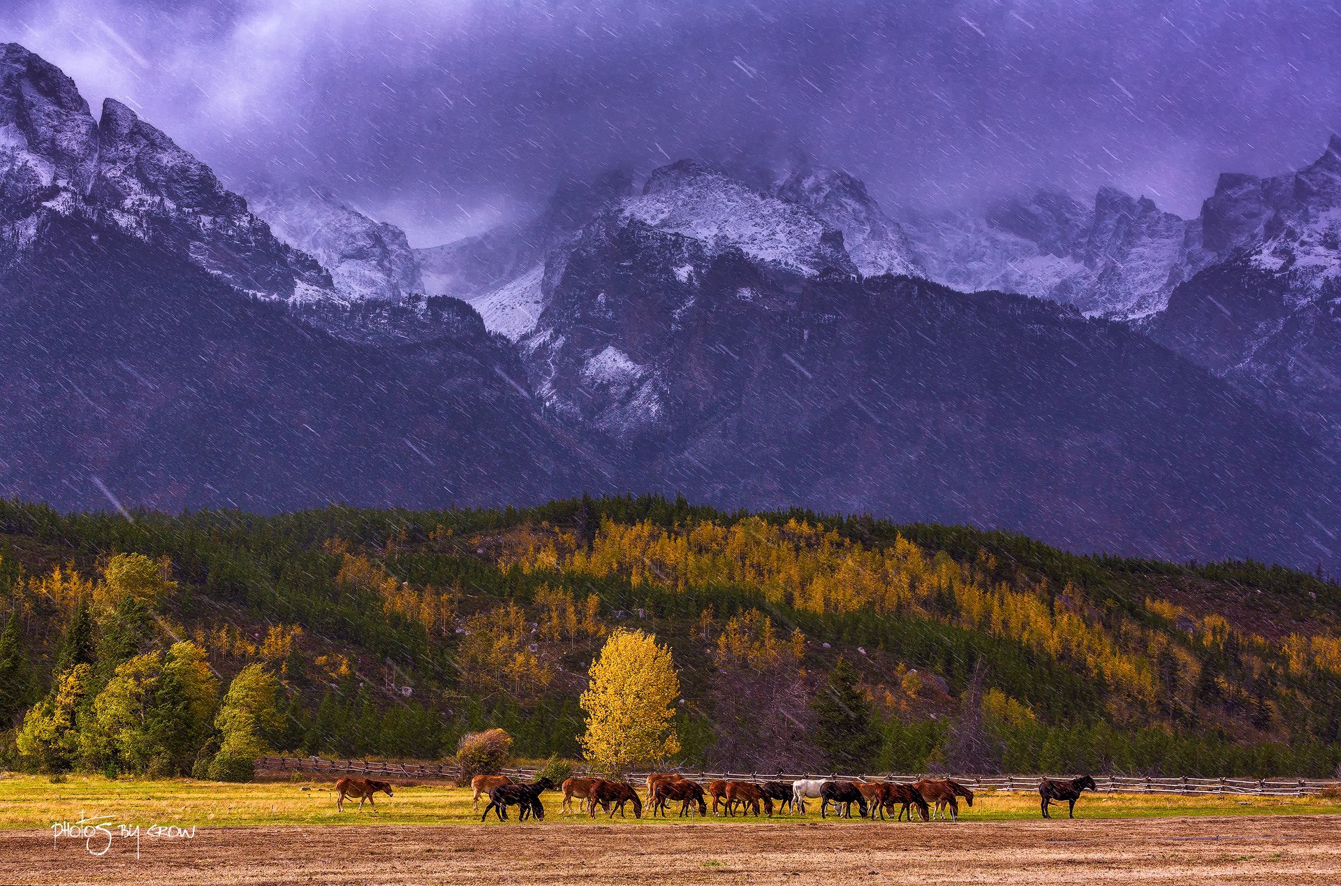 united states wyoming national park grand -titon mountain snow autumn tree horse
