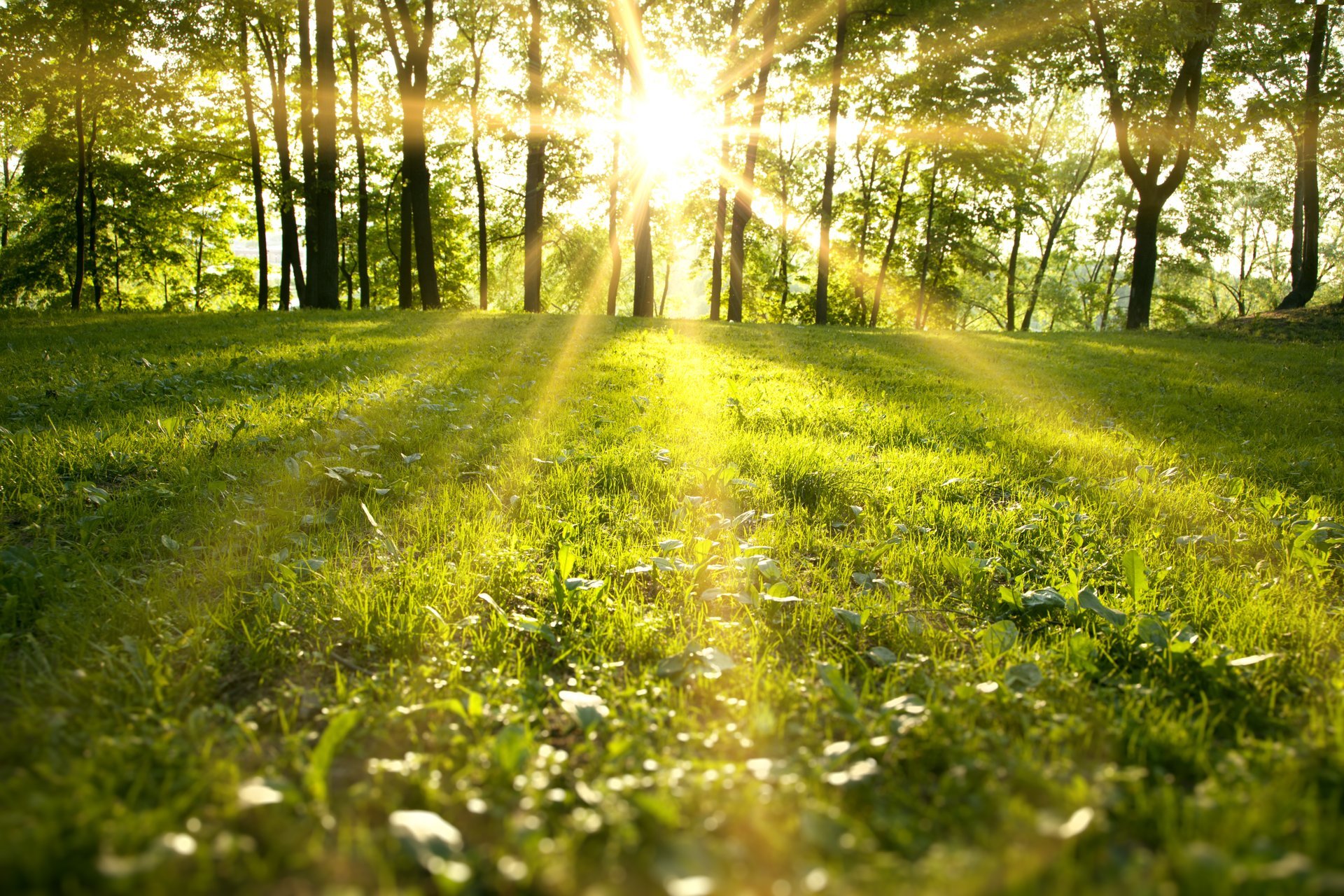 spring park sunlight forest green field grass trees sunbeams nature landscape tree sun rays
