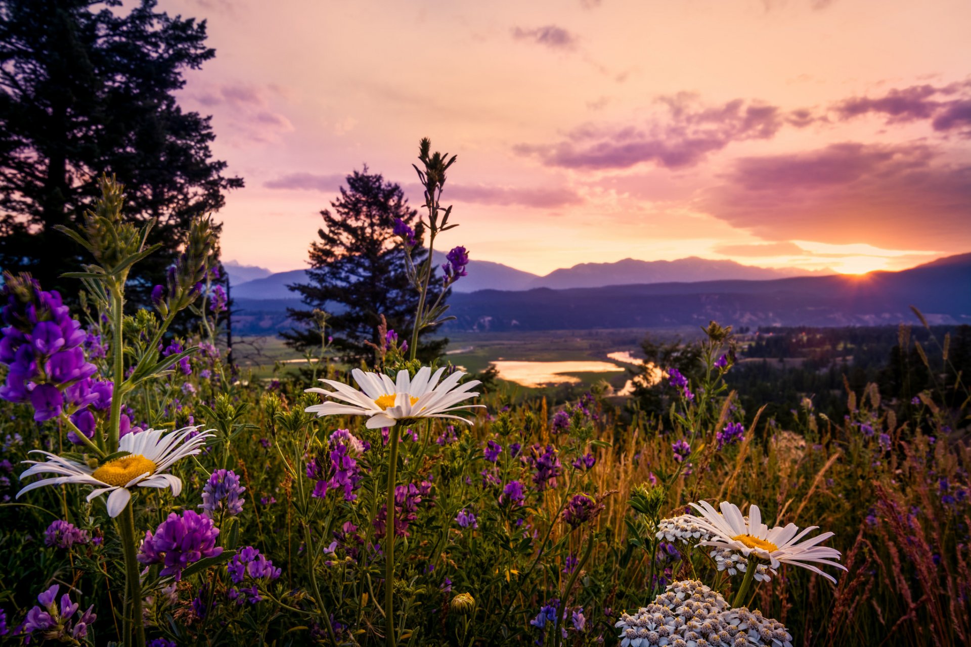 sunset in the kootenays canada british columbia kootenay national park chamomile lupine wildflowers