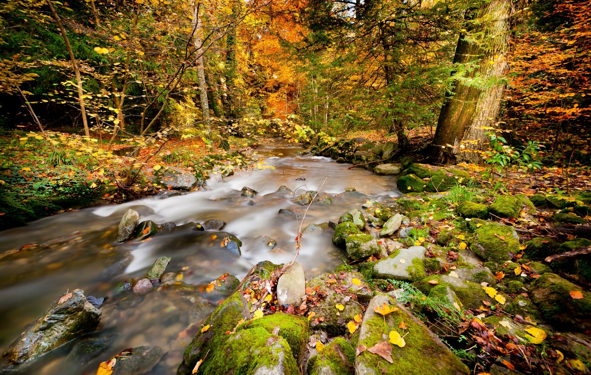 autumn forest river