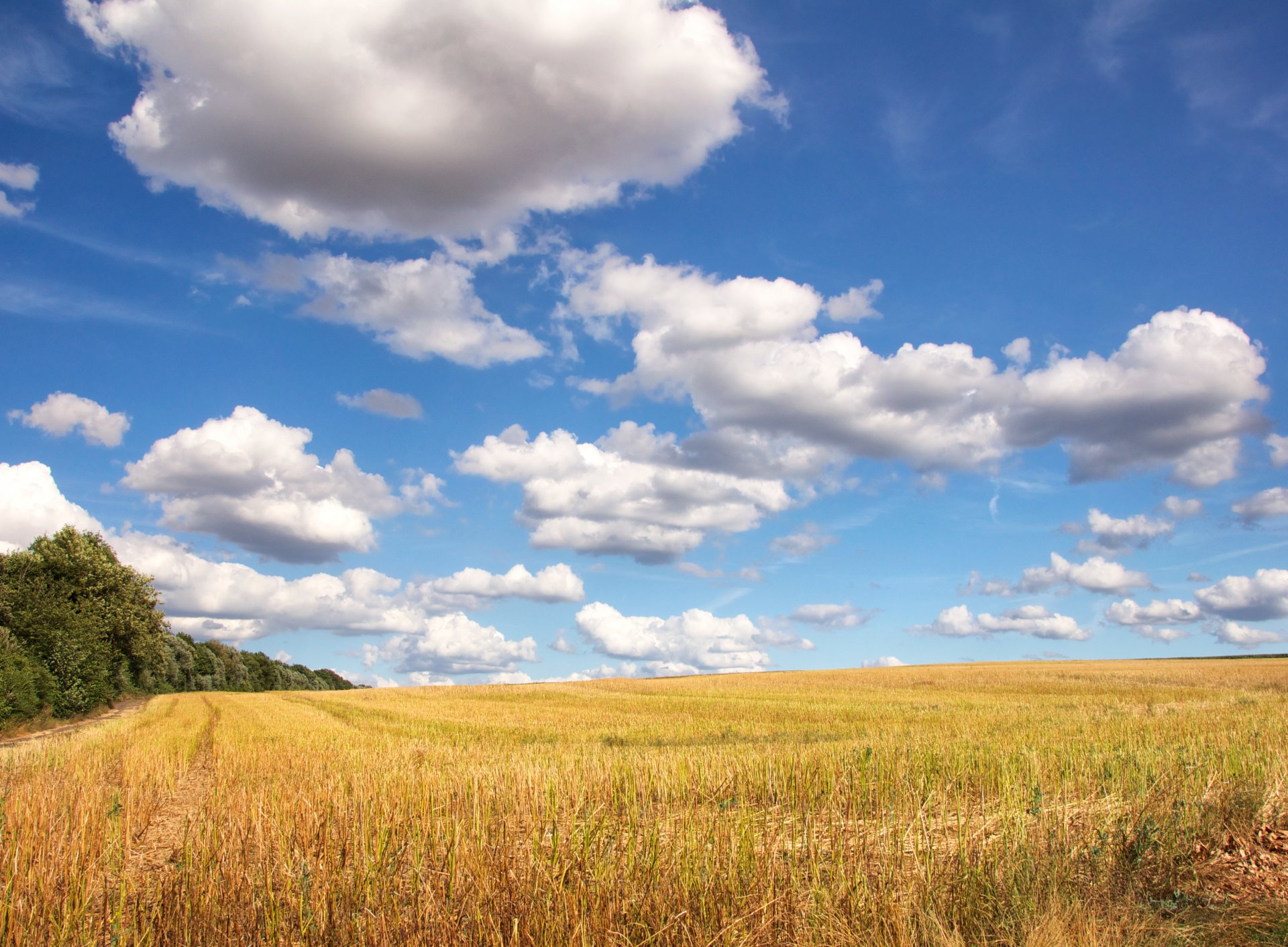 the field road tree sky clouds