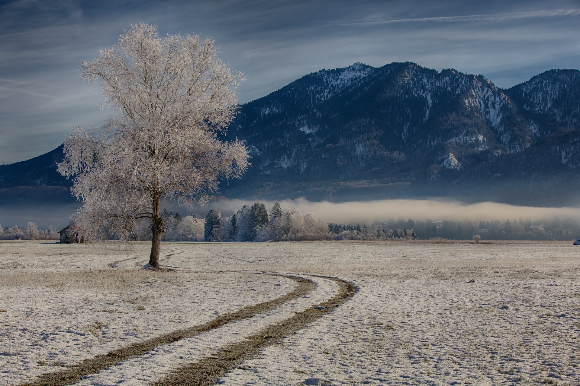 bavaria germany bayern munich winter tree mountain
