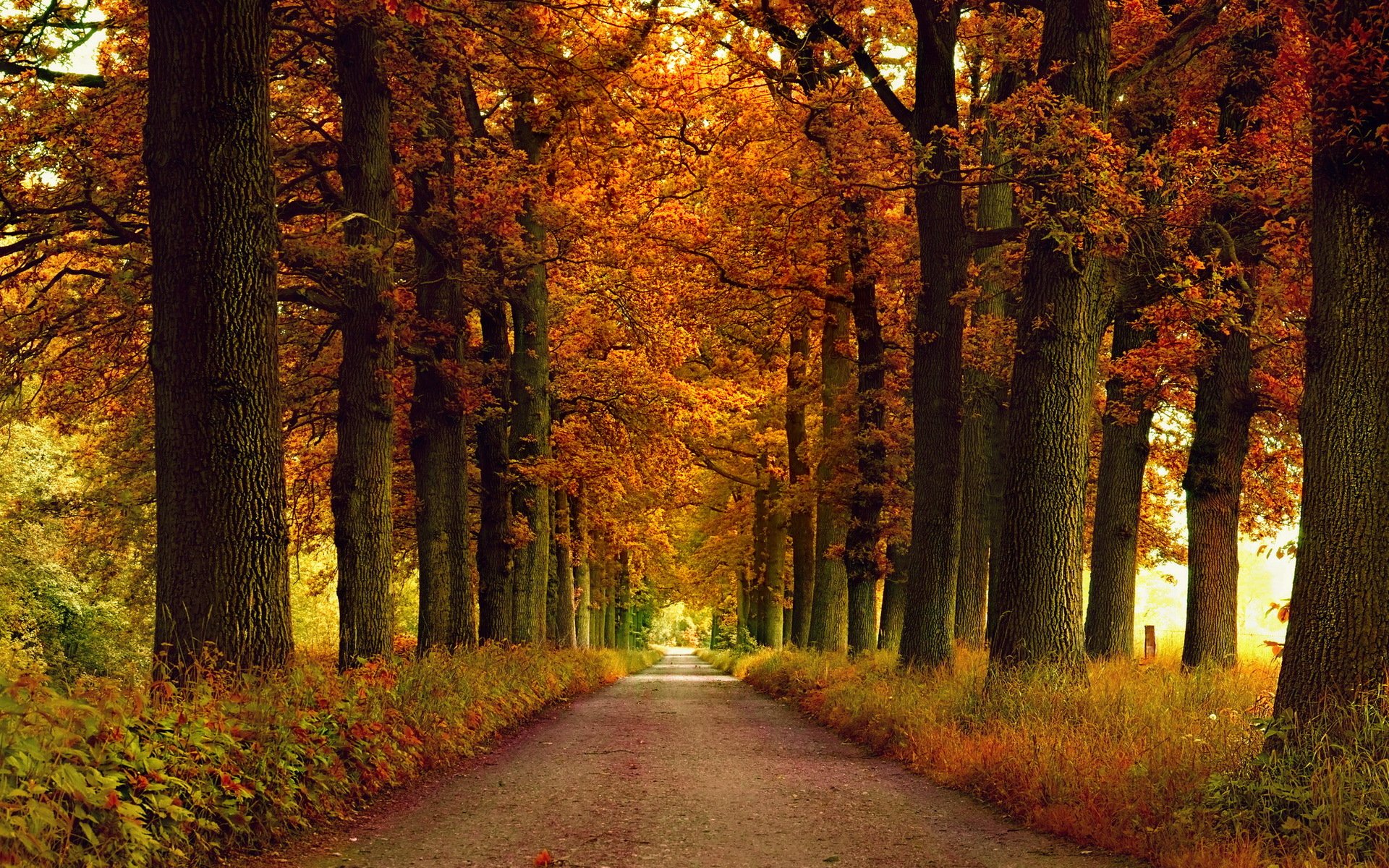 road autumn nature