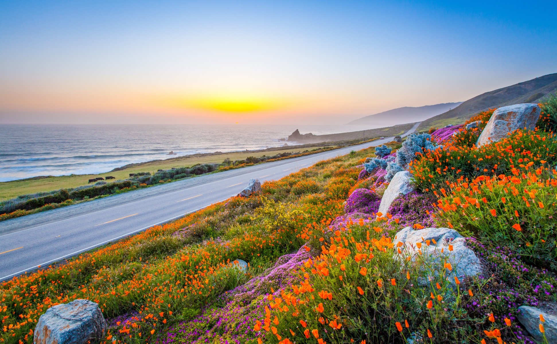 sky road stones flower poppies sea sunset