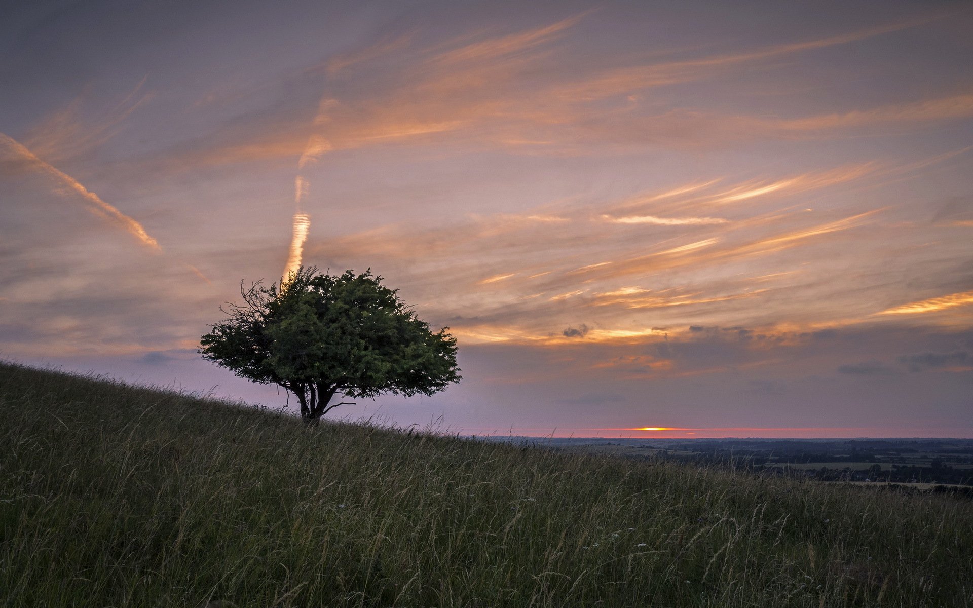 the field tree sunset landscape