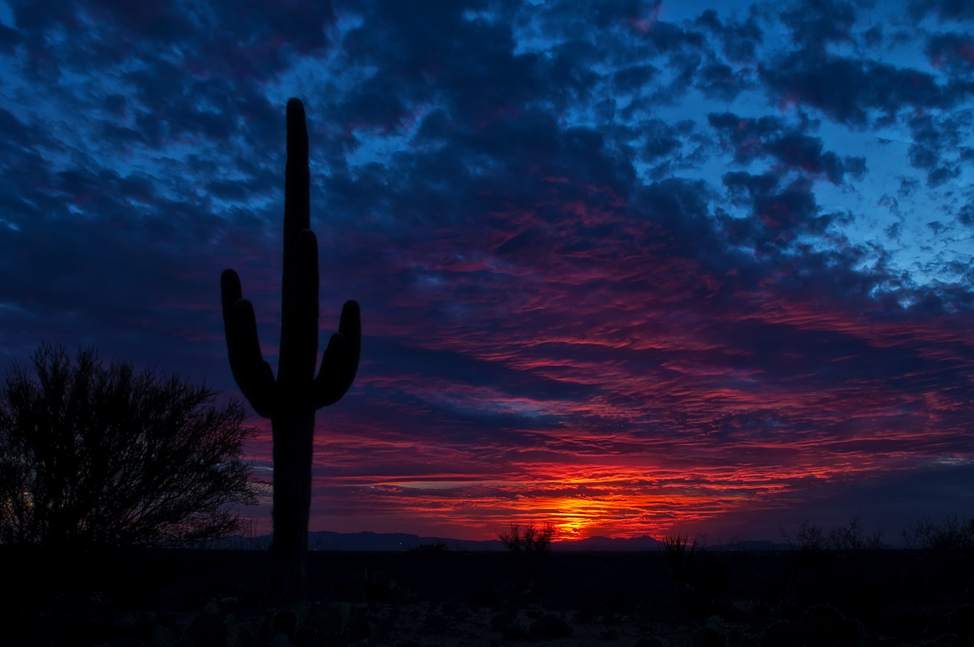 tucson arizona sky night cactus
