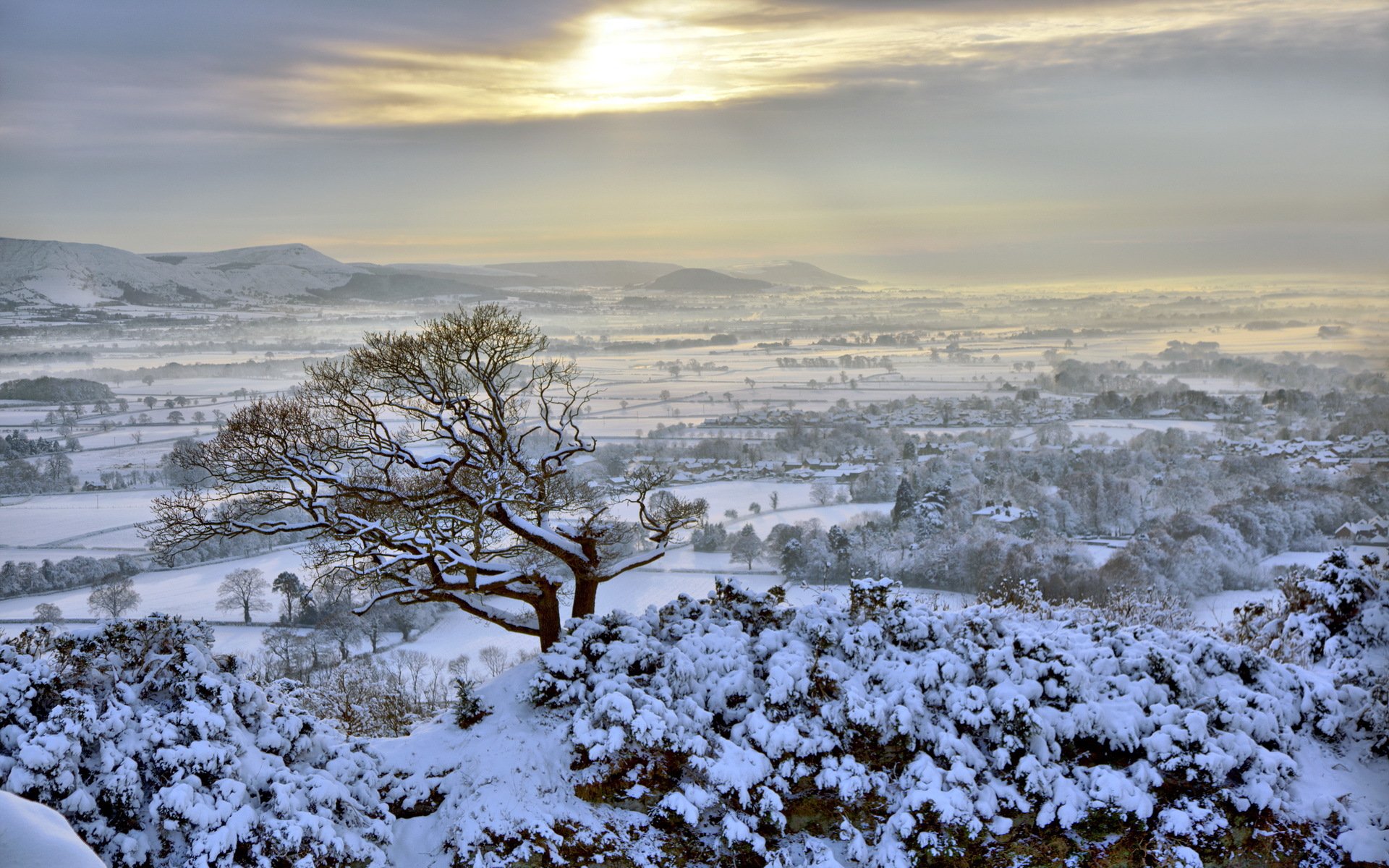 winter the field tree