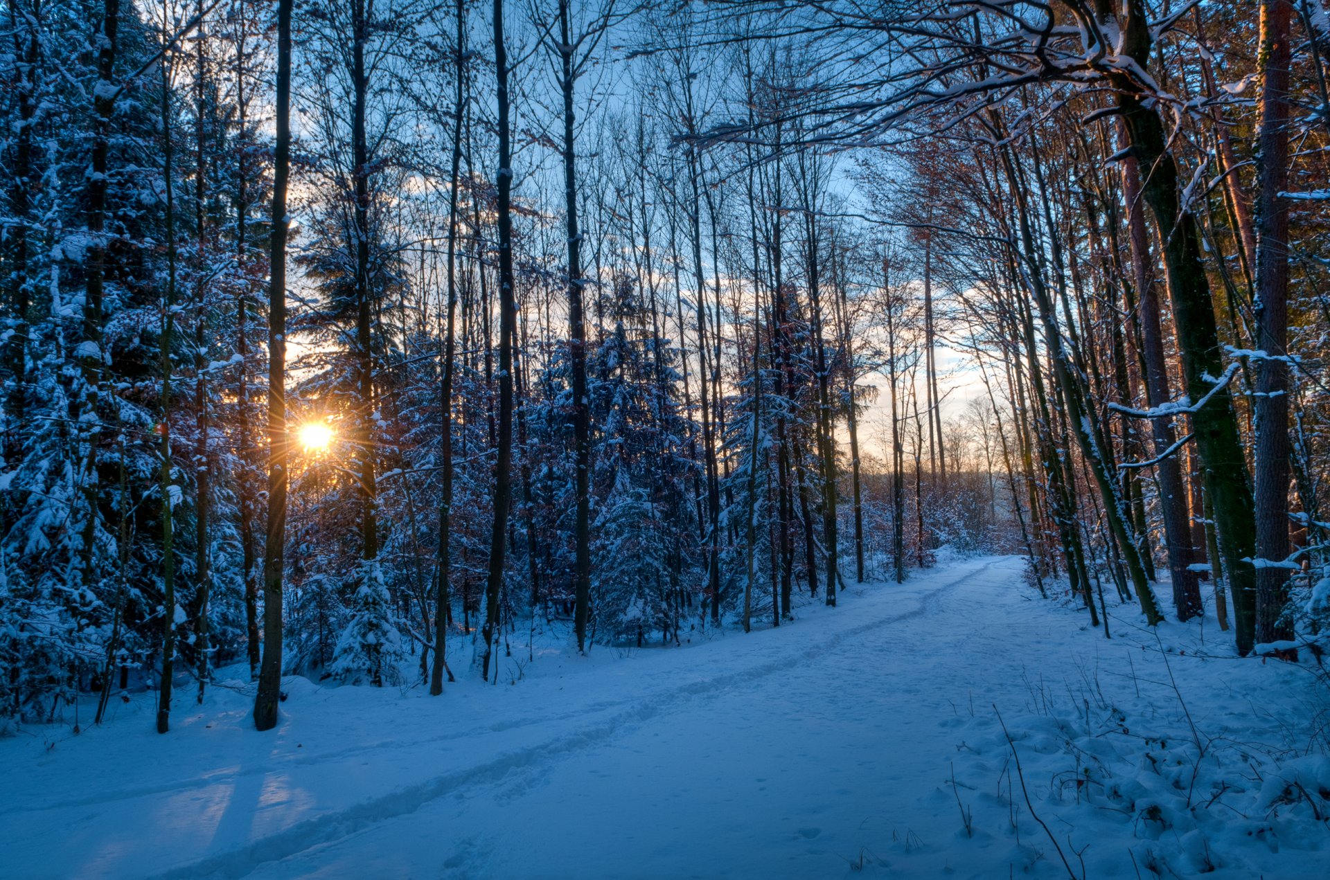 forest path park track traces winter snow tree sun rays sunset night