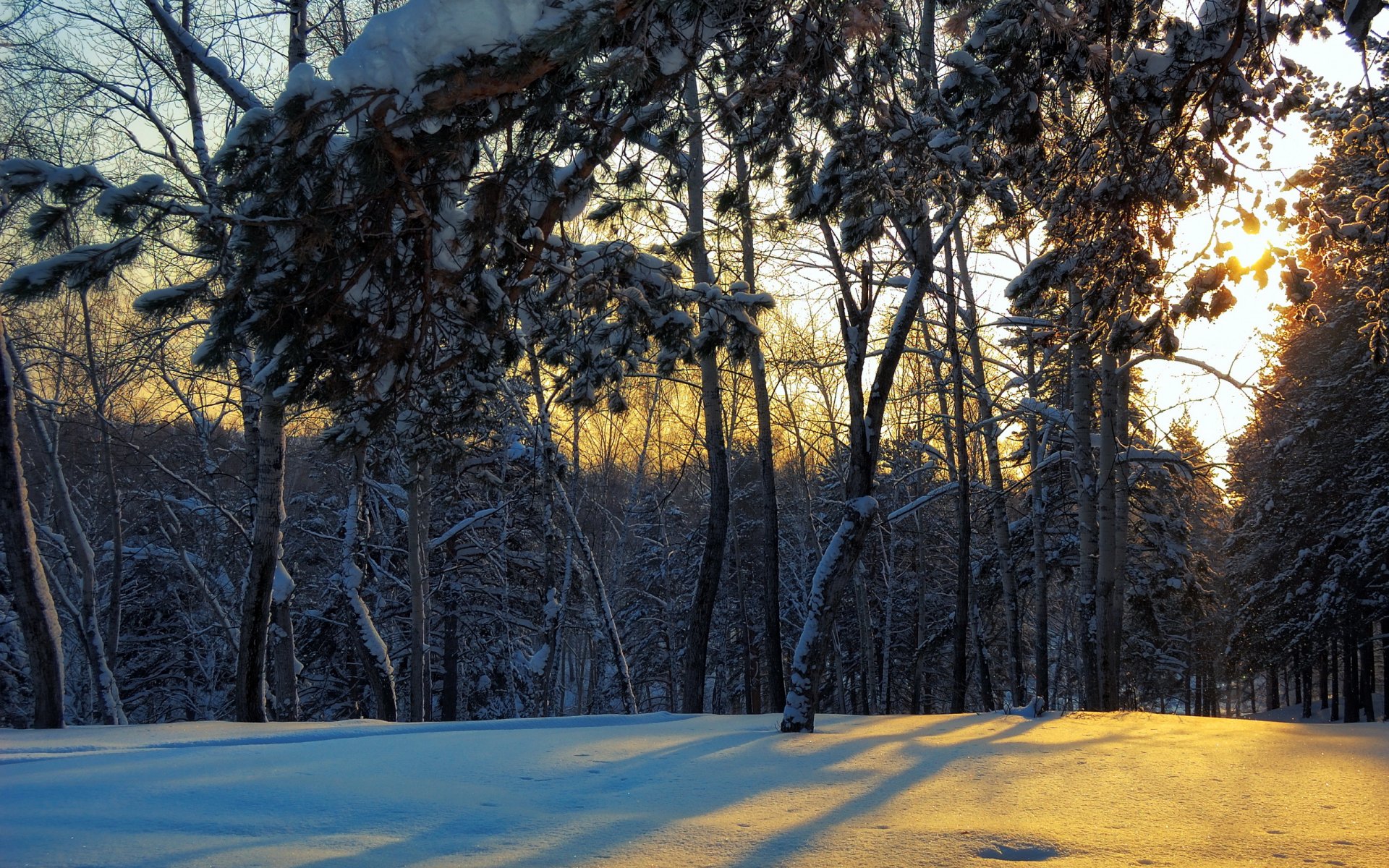 forest winter landscape